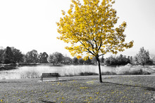 Yellow Tree Over Park Bench