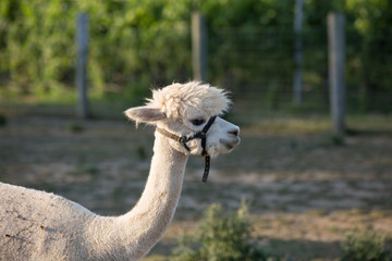 domestic cute white brown furry llama outdoors
