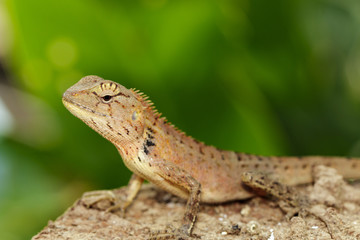 Poster - Image of a chameleon on nature background. Reptile. Animal.