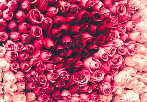 flowers wall background with amazing roses © joeycheung