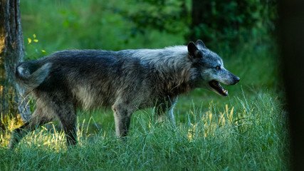 Wall Mural - Black Wolf Animal