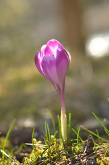 Wall Mural - Spring flowering bulbs of purple Crocus flower. Crocus vernus