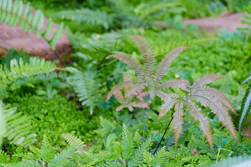 Canvas Print - Ferns in nature, cold air