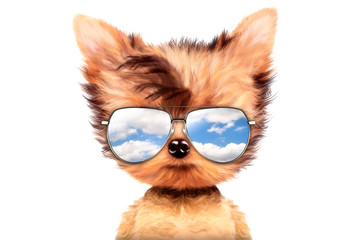 Wall Mural - dog in sunglasses isolated on white background