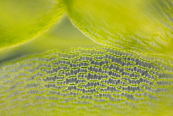 Wall Mural - Detail of peat moss leaf (Sphagnum)