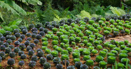 Poster - Garden flowers, cauliflowers