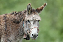 Close-up Photo Of A Domestic Donkey With A Tin Bell On His Neck On A Blurred Green Background