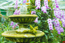 Small Fountain With Green Glistening Island In Orchid Garden.