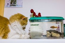 Cat Looks With Great Curiosity Goldfish In The Aquarium