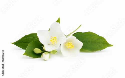 Jasmine isolated on white background Poster Mural XXL
