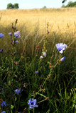 Fototapeta Pomosty - Field flower  meadow and wheat