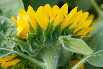 Sunflower in the field