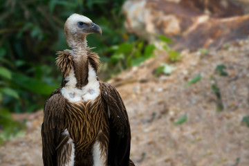 Wall Mural - juvenile himalayan griffon vulture head neck chest and thigh.immature himalayan griffon with brown r