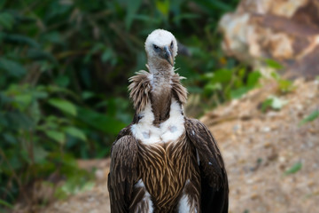 Wall Mural - juvenile himalayan griffon vulture head neck chest and thigh.immature himalayan griffon with brown r