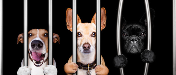 Wall Mural - dogs behind bars in jail prison