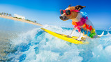 Fototapeta Psy - dog surfing on a wave