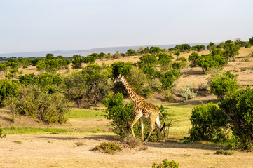 Sticker - Isolated giraffe near acacia in the park of  mara Kenya