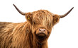 Scottish highland cattle on a white background