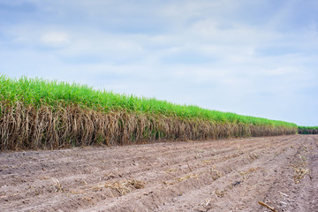 Sugar cane field with blue sky