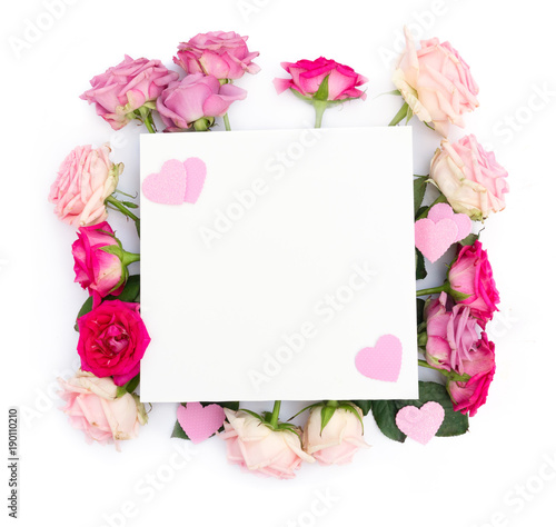 Violet and pink blooming roses