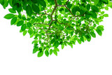 Fototapeta Panele - Green leaf isolated on white background