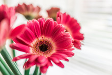 Closeup Of Pink Gerbera Flower Bouquet In Vase