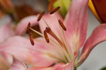 lily flower close-up