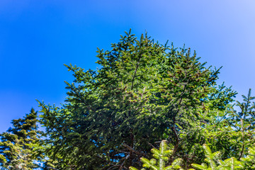 Wall Mural - Isolated pine, fir or spruce tree looking up against bright blue sky in summer