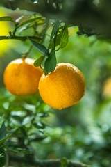 Wall Mural - Ripe Orange Fruits on Orange Tree