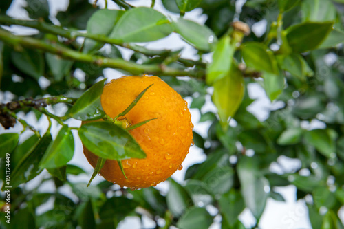 dojrzale-pomaranczowe-owoc-na