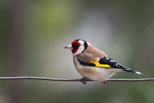 A Goldfinch (Carduelis Carduelis) Sitting On The Wire