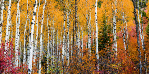  Dozens of Quacking Aspens fill the mountain side with beautiful fall colors.