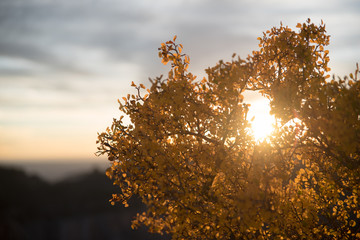 Wall Mural - The sun shining through yellow, autumn leaves on the North Rim of the Grand Canyon in Arizona during sunset.. 