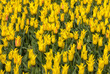 Abstract background . Close-up of yellow tulips flowers