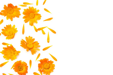 Wall Mural - marigold flowers isolated on white background ( calendula flower ) top view