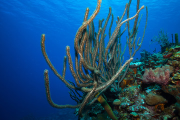 Wall Mural - Coral garden