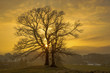 Baum - Allgäu - Sonneuntergang - Naturwunder - Faszination
