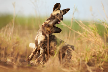 close up, two african wild dog puppies playing in a grass. ground level photo, african wildlife phot
