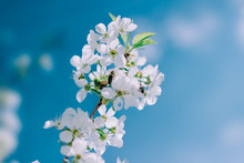 Apricot Flowers Blossoming Over Blue Sky. Nature Background.