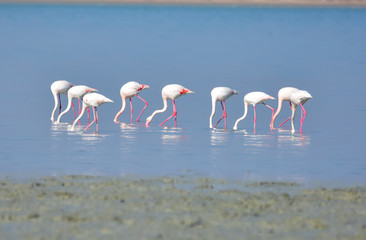 Greater Flamingo 