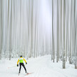 Nordic ski in white winter forest