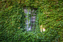 A Window Beautifully Encased In Vibrant Vines. 