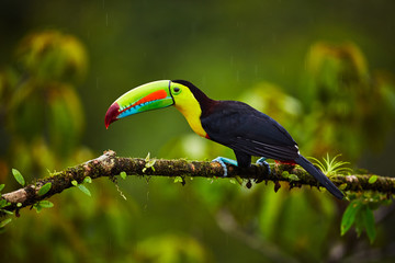 portrait of keel-billed toucan (ramphastus sulfuratus) perched on branch at tropical reserve. in cos