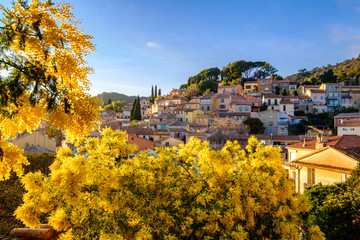 Vue panoramique sur le village de Bormes les Mimosas, Provence, France en hiver. Arbres de mimosas au premier plan.