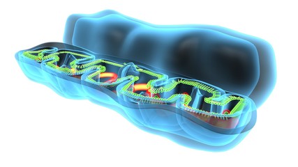 3D illustration of mitichondria the energy providers of a eukaryotic cell