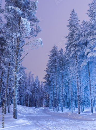 niesamowita-spokojna-sceneria-zimowego-lasu-w-rejonie-suomi-nordic-nad-kolem-polarnym-w-finlandii
