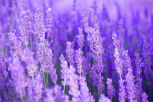 Lavender Flower Field, Fresh Purple Aromatic Flowers For Natural Background. Violet Lavender Field In Provence, France.