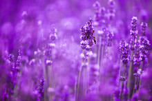 Lavender Flower Field Closeup, Fresh Purple Aromatic Flowers For Natural Background. Violet Lavender Field In Provence, France.