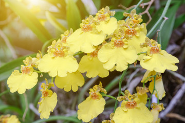 Orchid flower in orchid garden at winter or spring day for postcard beauty and agriculture idea concept design. Oncidium goldiana orchid. Golden shower orchids.