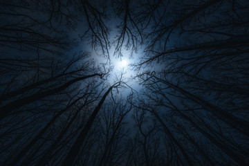 Wall Mural - beautiful night sky, the moon and the trees. elements of this image furnished by nasa.